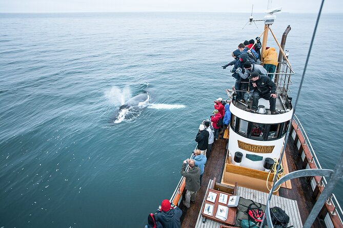 Whale Watching on board a Traditional Oak Boat from Árskógssandur - Whale Watching from Árskógssandur on a Traditional Oak Boat for $94.79