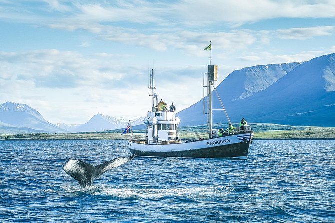 Whale Watching on board a Traditional Oak Boat from Árskógssandur - The Experience of Cruising on a Wooden Icelandic Vessel