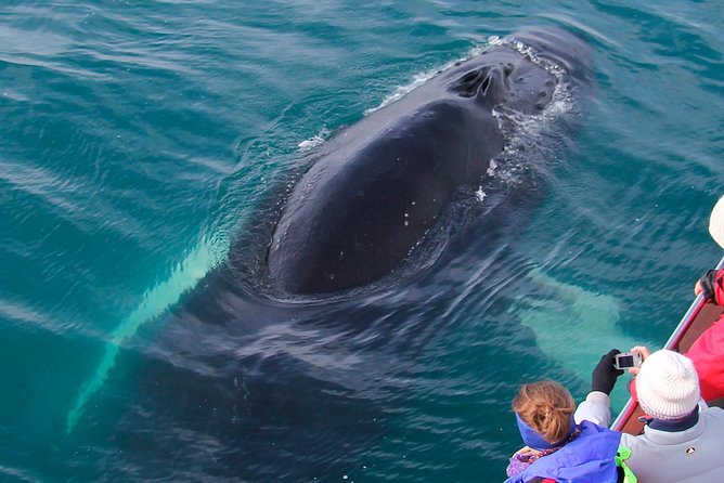 Whale Watching on board a Traditional Oak Boat from Árskógssandur - Practical Tips for a Great Whale Watching Trip