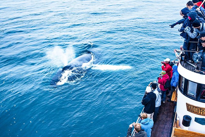 Whale Watching on board a Traditional Oak Boat from Árskógssandur - Customer Satisfaction and Guide Expertise