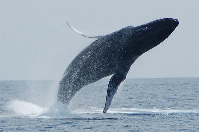 Whale Watching On The Big Island - Exciting Whale Watching on the Big Island for $109