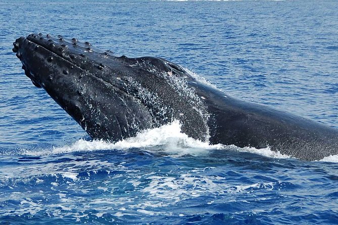 Whale Watching On The Big Island - The Sum Up: A Reliable and Enjoyable Whale Watching Experience