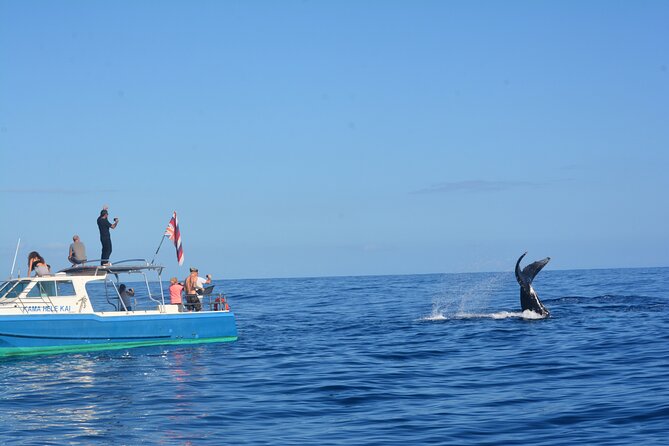 Whale Watching on "The World Famous North Shore of Oahu", Hawaii - Starting Point at Haleiwa Shark Tours in Haleiwa