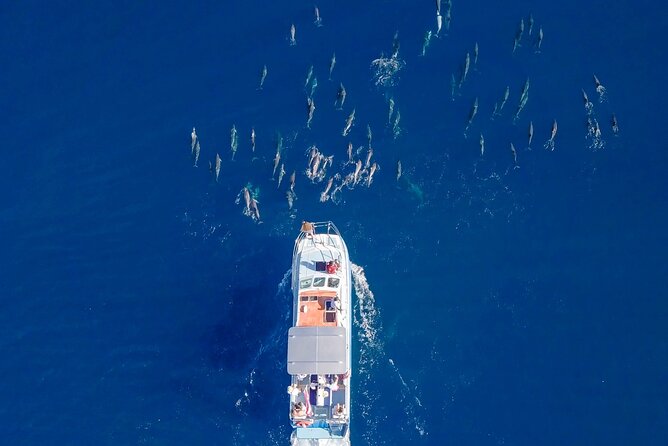 Whale Watching on "The World Famous North Shore of Oahu", Hawaii - Snorkeling Equipment and Refreshments Included