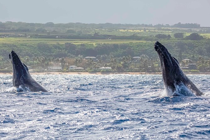 Whale Watching on "The World Famous North Shore of Oahu", Hawaii - Logistics and Group Size