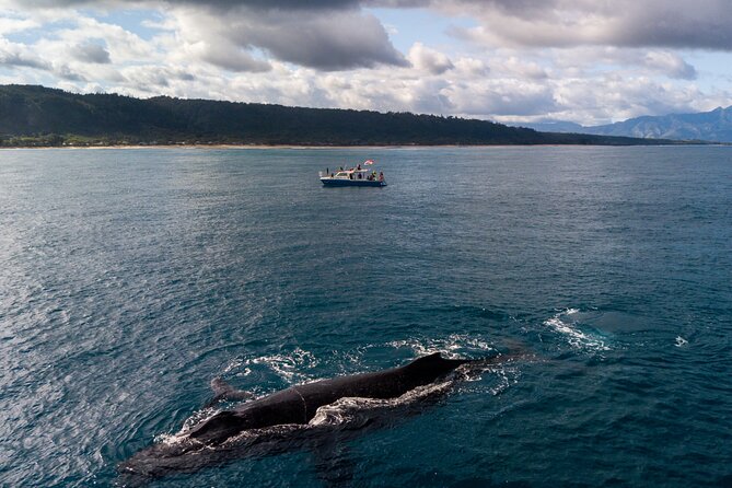Whale Watching on "The World Famous North Shore of Oahu", Hawaii - The Experience with Native-Hawaiian Watermen Guides