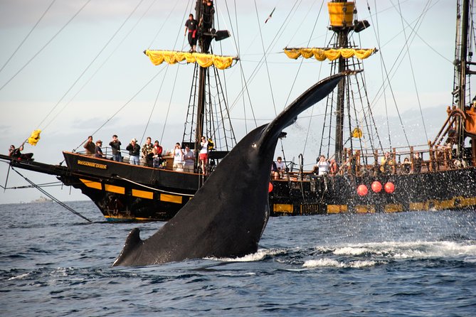 Whale-Watching Pirate Ship Cruise in Los Cabos - Accessibility, Crowd Levels, and Family Friendliness