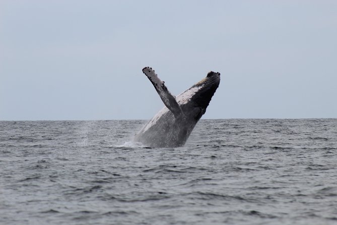 Whale Watching Shared Tour - Key Points