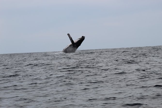 Whale Watching Shared Tour - Responsible Whale Watching Practices and Respectful Encounters