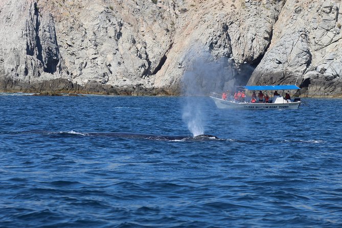 Whale Watching Shared Tour - How the Search for Whales Unfolds