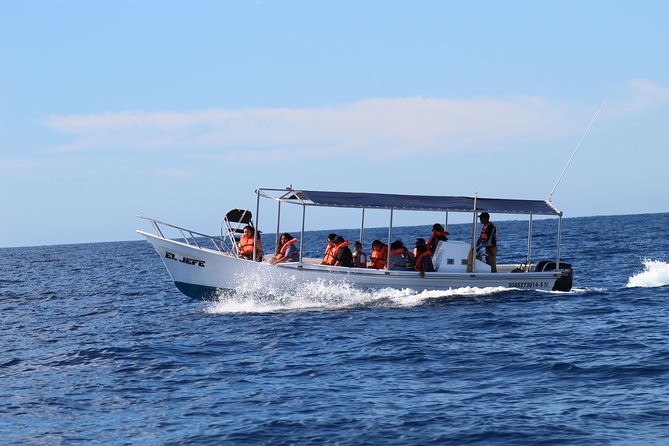 Whale Watching Shared Tour - The Importance of Seasonality and Timing
