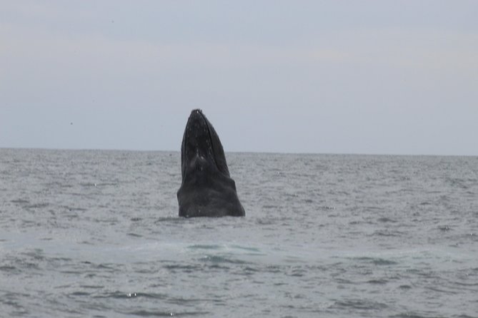 Whale Watching Shared Tour - Practical Tips for a Great Whale Watching Trip