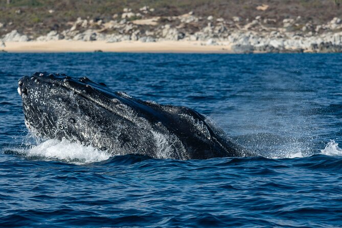 Whale Watching & Snorkeling Combo in Los Cabos with Photos Included - Whale Watching Highlights and Sightings