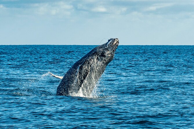 Whale Watching & Snorkeling Combo in Los Cabos with Photos Included - Snorkeling Equipment and Reef-Safe Sunscreen