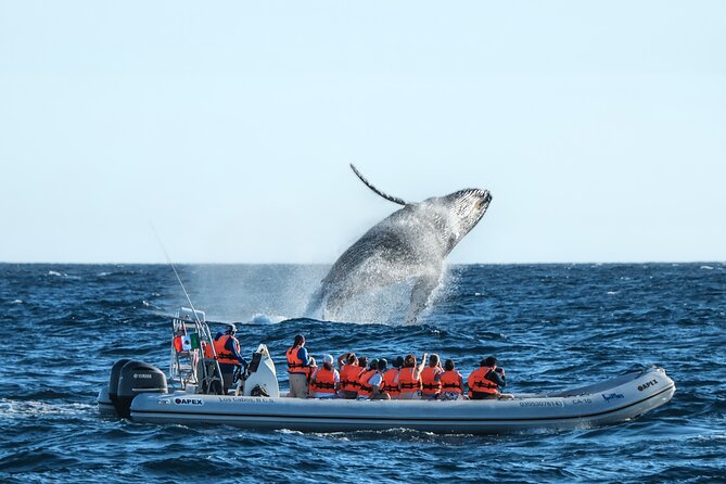 Whale Watching, The Famous Arch and Fast Boat Tour in Los Cabos - Explore the Best of Los Cabos with Whale Watching and Scenic Boat Tours