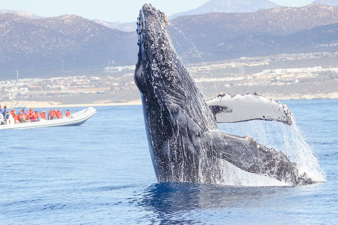 Whale Watching, The Famous Arch and Fast Boat Tour in Los Cabos - Key Points