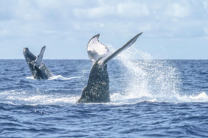 Whale Watching, The Famous Arch and Fast Boat Tour in Los Cabos - Passing the El Arco and Lovers Beach