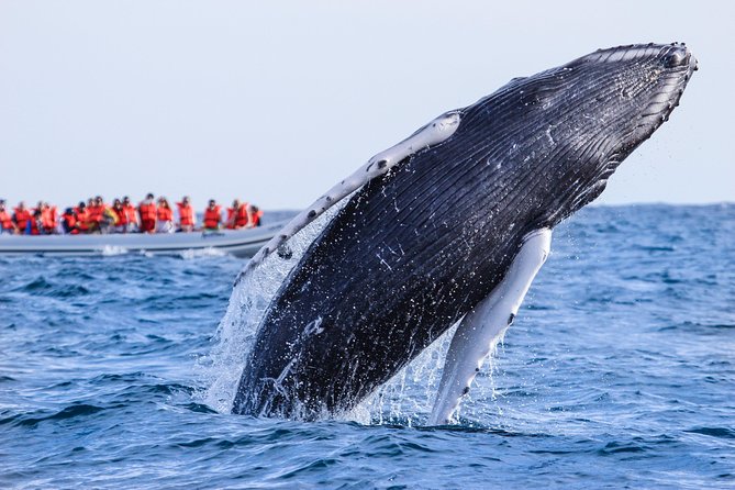 Whale Watching, The Famous Arch and Fast Boat Tour in Los Cabos - Practical Details: What’s Included and What to Expect