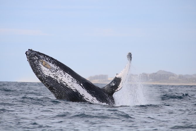 Whale Watching, The Famous Arch and Fast Boat Tour in Los Cabos - Considerations and Tips for the Tour
