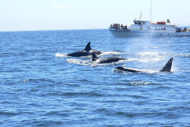 Whale Watching Tour - The Starting Point at Fishermans Wharf