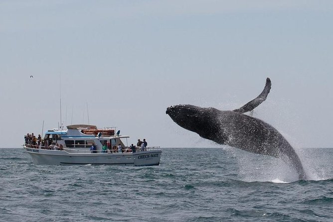Whale Watching Tour - Weather and Seasickness Tips