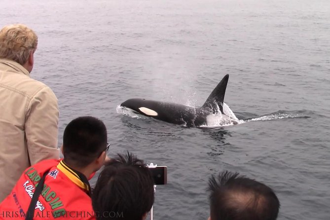 Whale Watching Tour - Booking in Advance and Flexibility