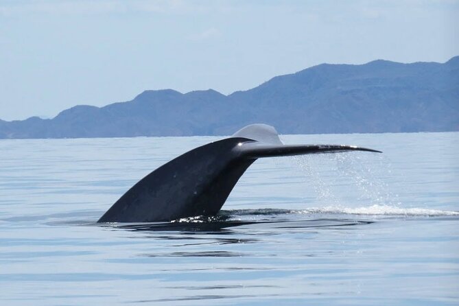 Whale Watching Tour - Explore Loreto’s Premier Whale Watching Adventure for $167
