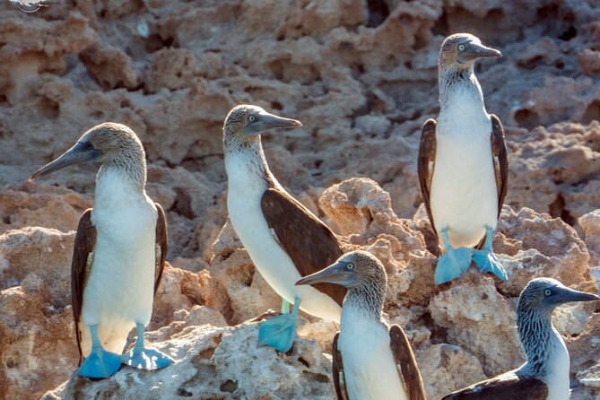 Whale Watching Tour - Weather Conditions and Sightings Guarantee