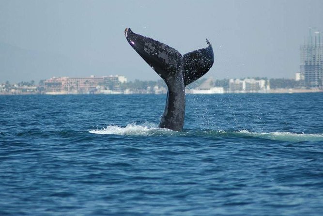Whale watching tour - A Close Encounter with Humpback Whales in Puerto Vallarta