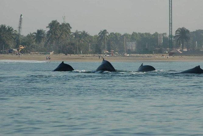 Whale watching tour - Departure from Puerto Vallarta’s Marina Los Peines