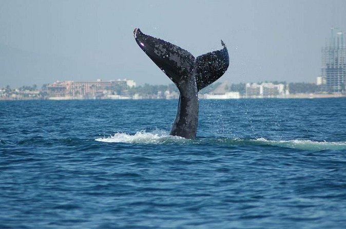 Whale watching tour - Refreshments and Amenities on Board