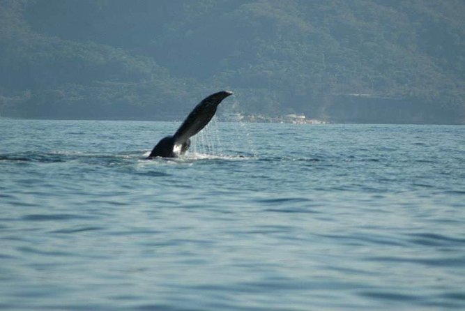 Whale watching tour - Environmental Respect and Safety Measures