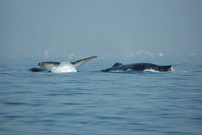 Whale watching tour - Booking and Flexibility