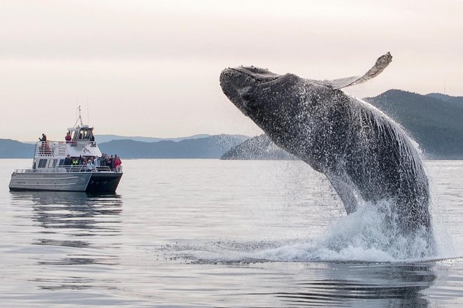Whale Watching Tour from Anacortes - The Experience of Watching Whales in Their Natural Habitat