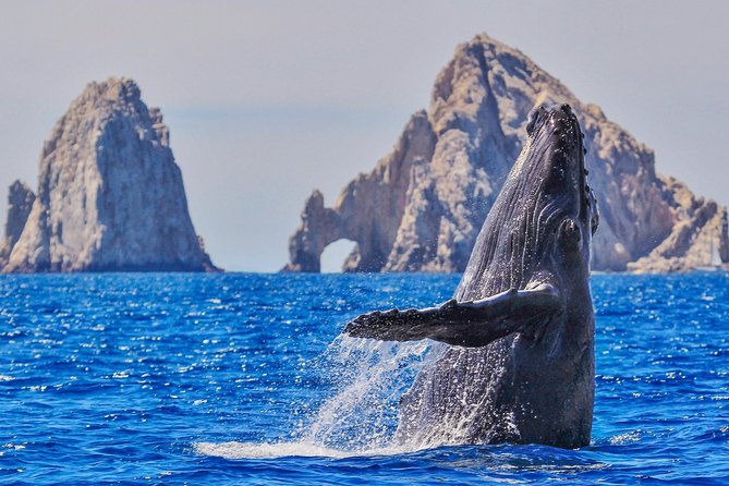 Whale Watching Tour in Glass Bottom Boat (VisitA Cabo) - Key Points
