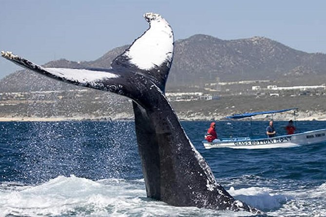 Whale Watching Tour in Glass Bottom Boat (VisitA Cabo) - Start at the Marina in Cabo San Lucas for a Marine Adventure