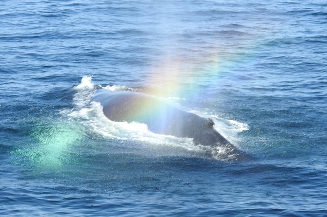 Whale Watching Tour in Gloucester - The Guides: Knowledgeable and Engaging Experts