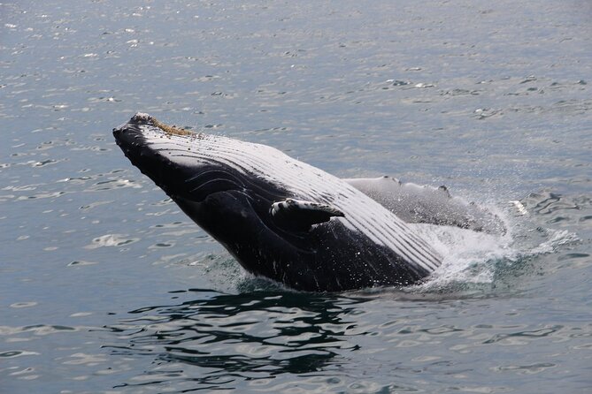 Whale Watching Tour in Gloucester - Practical Details: Meeting, Timing, and Comfort