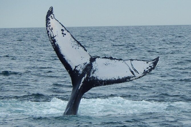Whale Watching Tour in Gloucester - What People Say About the Trip