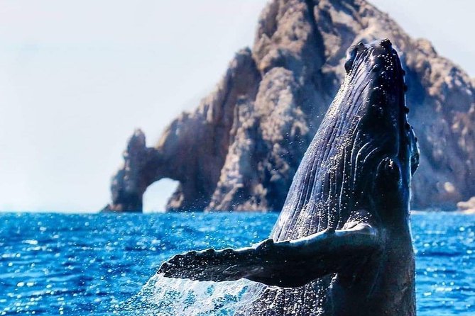 Whale Watching Tour in Los Cabos - The Spacious Twin-Hull Catamaran for Comfort and Stability