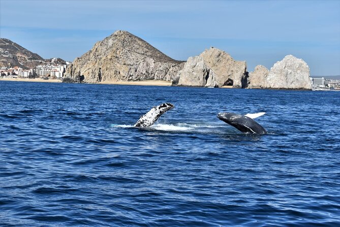Whale Watching Tour in Los Cabos - Snacks, Drinks, and a Relaxed Atmosphere Aboard