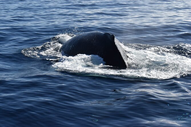 Whale Watching Tour in Los Cabos - Experience Ratings and Review Highlights