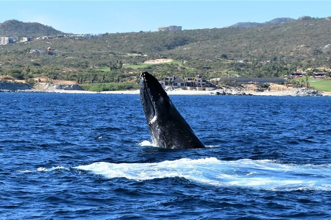 Whale Watching Tour in Los Cabos - Practical Details and Booking Information