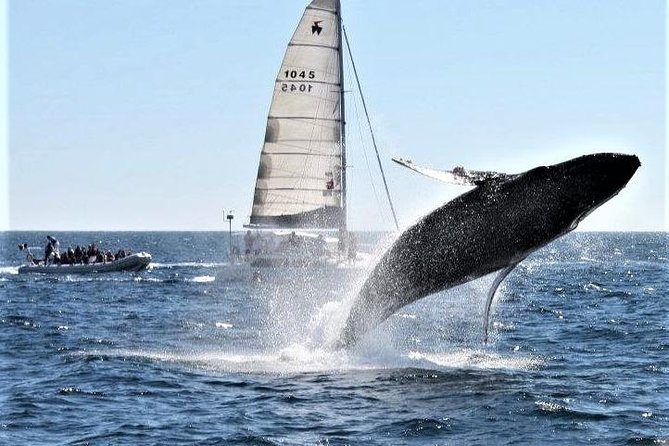 Whale Watching Tour in Los Cabos - Who Will Enjoy This Whale Watching Adventure?