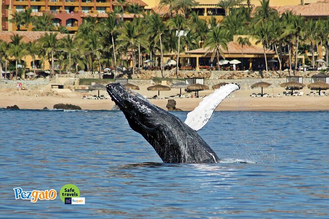 Whale Watching Tour in Los Cabos - Weather and Cancellation Policy