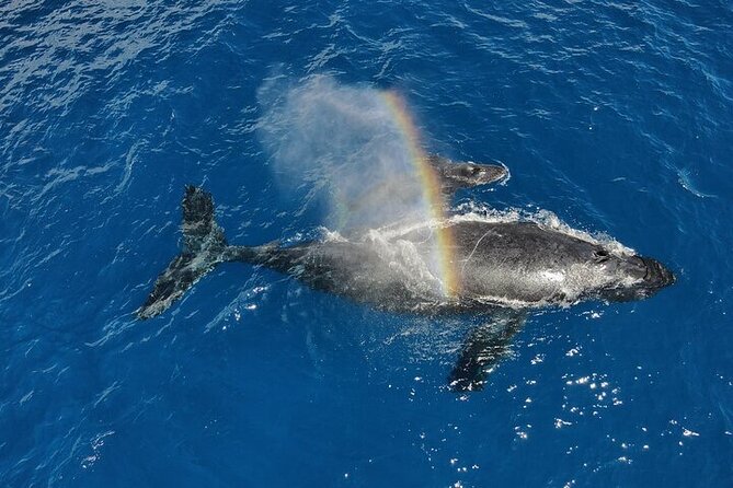 Whale Watching Tour in Waikiki Intimate Adventure on Oahu - Refreshments and Snacks Included Onboard