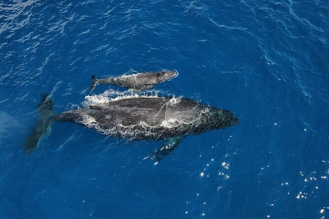 Whale Watching Tour in Waikiki Intimate Adventure on Oahu - Limitations Highlighted by Reviews and Weather Dependency