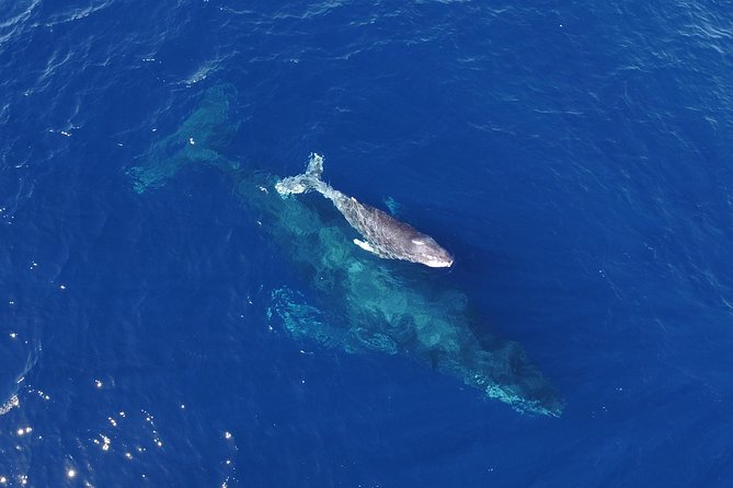 Whale Watching Tour -Incl FREE photos - The Expert-Led Tour with a Marine Biologist Guide