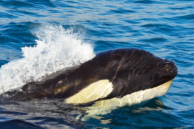 Whale Watching Tour -Incl FREE photos - The Itinerary: From The Arch to Sea Creatures