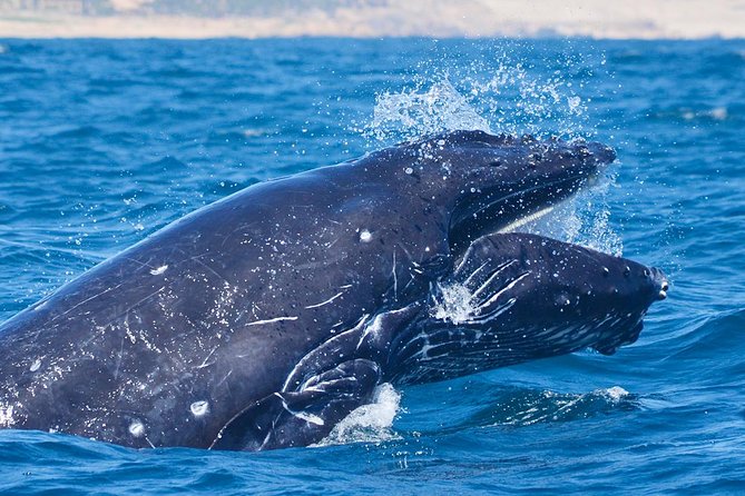 Whale Watching Tour -Incl FREE photos - The Scenic Landmarks: The Arch, Lovers Beach, and Pelican Rock